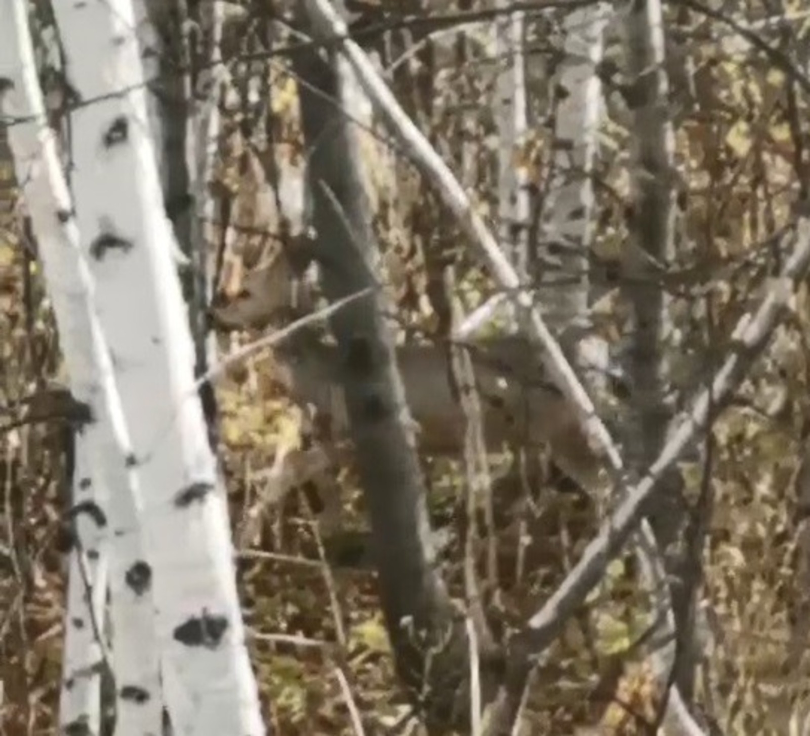 ИА Башинформ