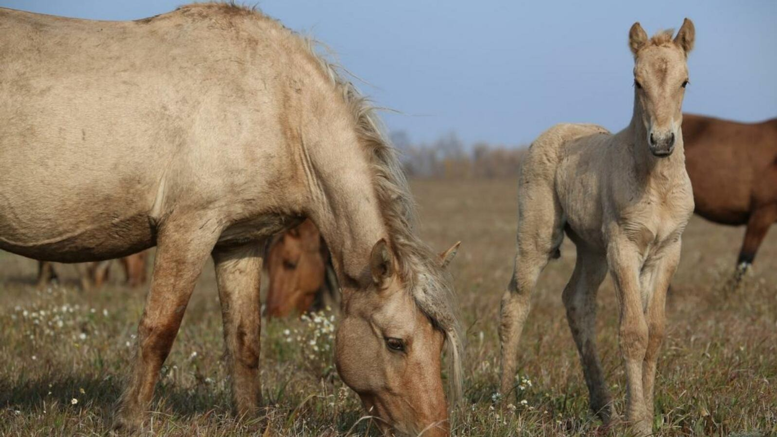 ИА Башинформ