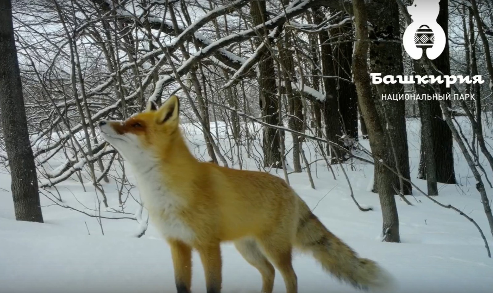 ИА Башинформ