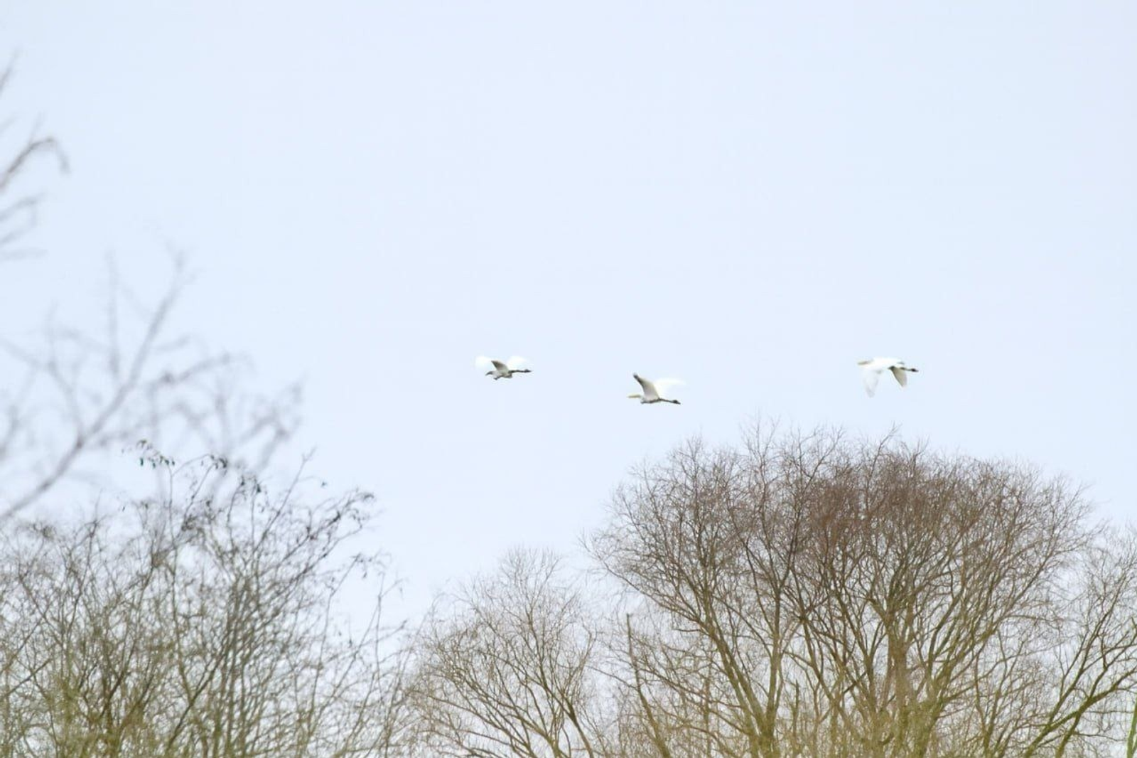 ИА Башинформ