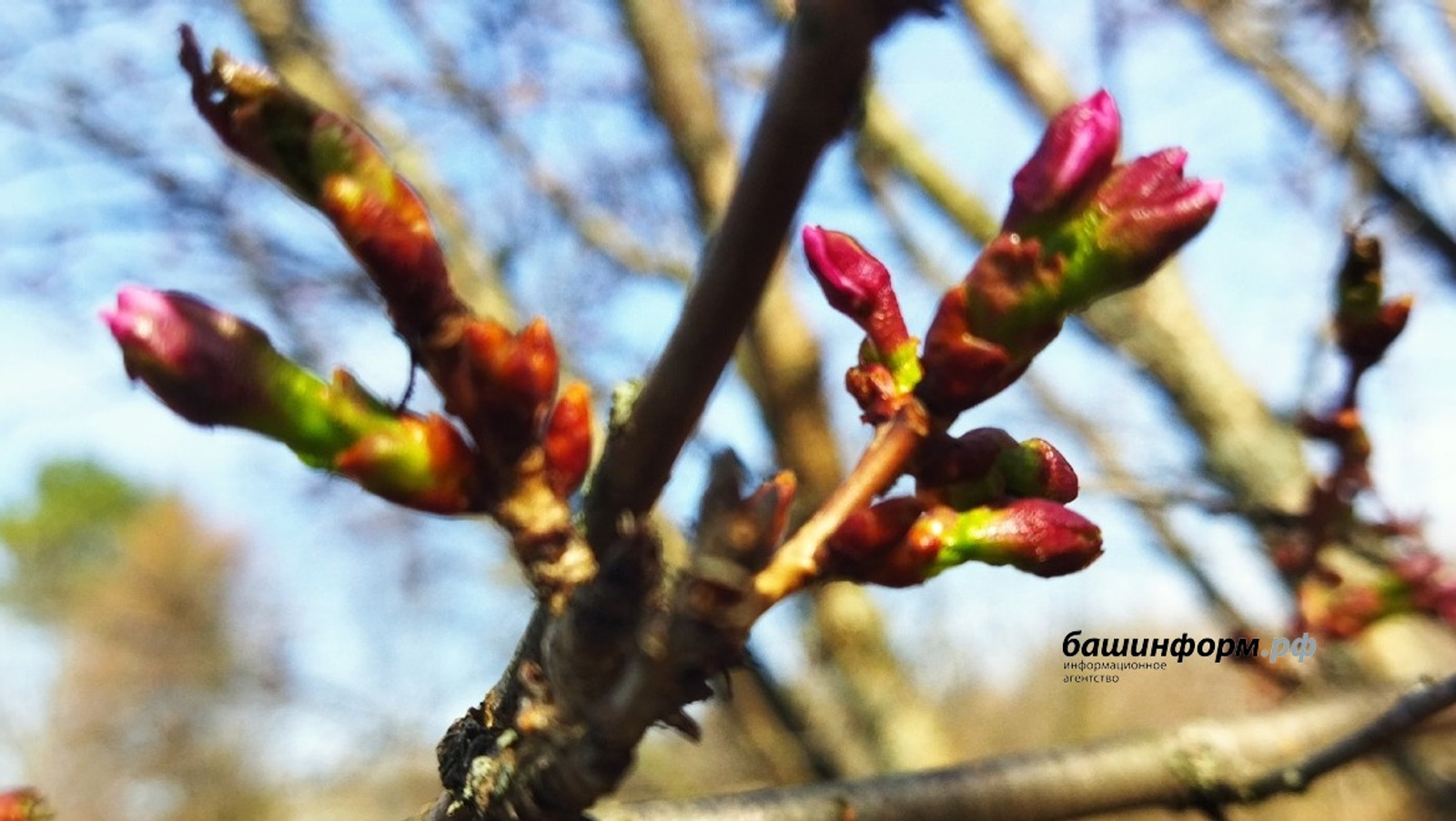 ИА Башинформ