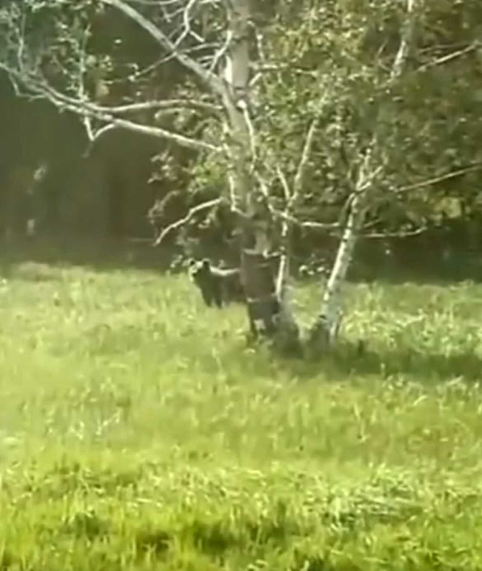 В Башкирии вблизи от населенного пункта заметили медведя