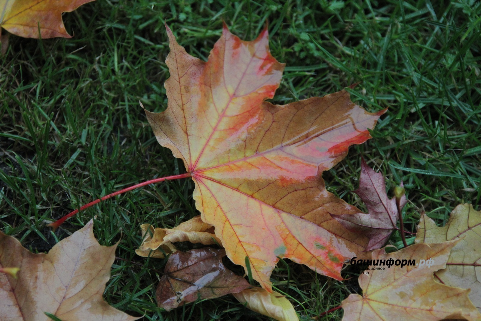 ИА Башинформ