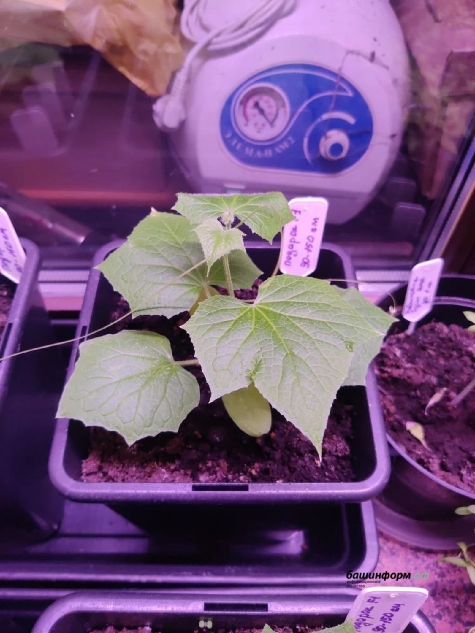 ИА Башинформ