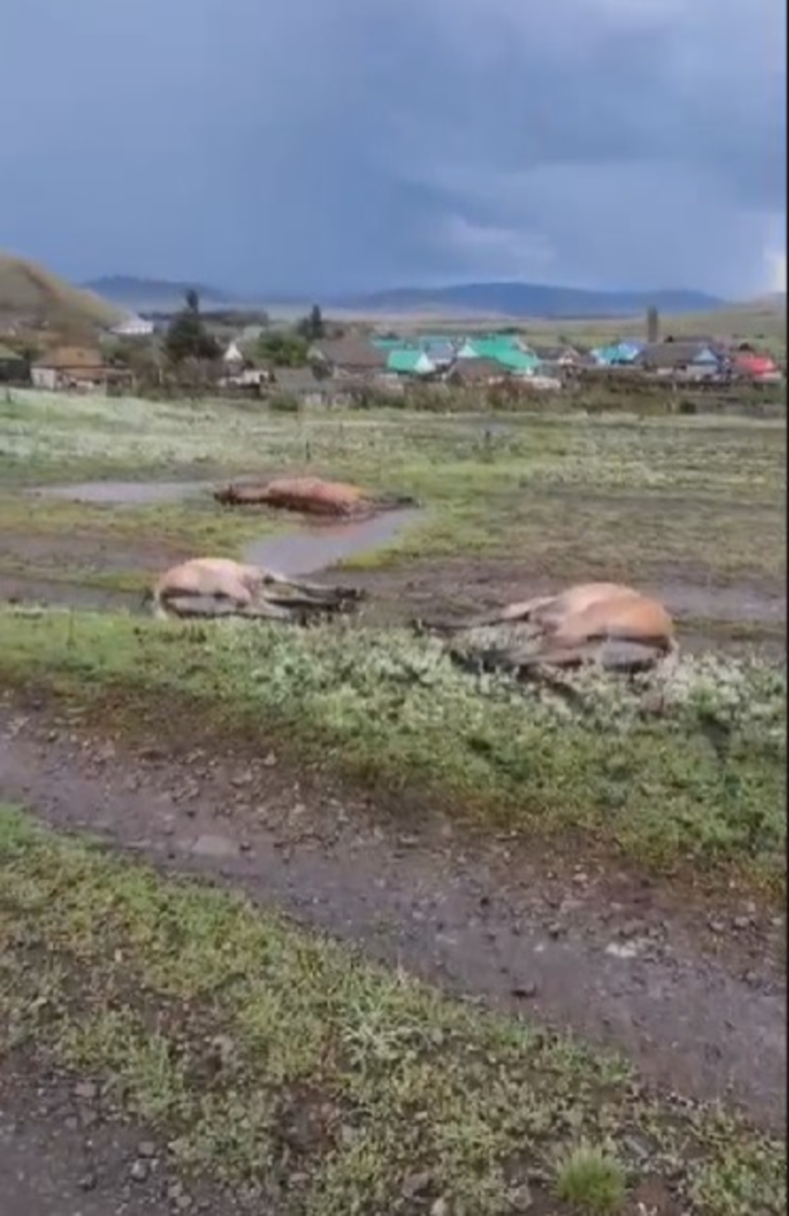 В Баймакском районе молнией убило табун лошадей