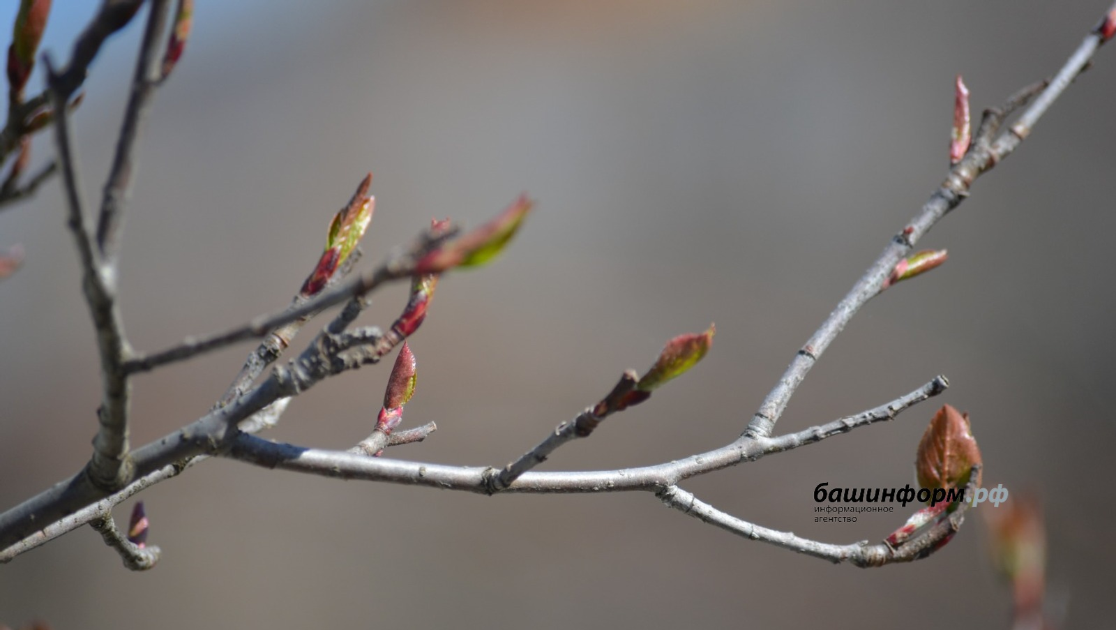 ИА Башинформ