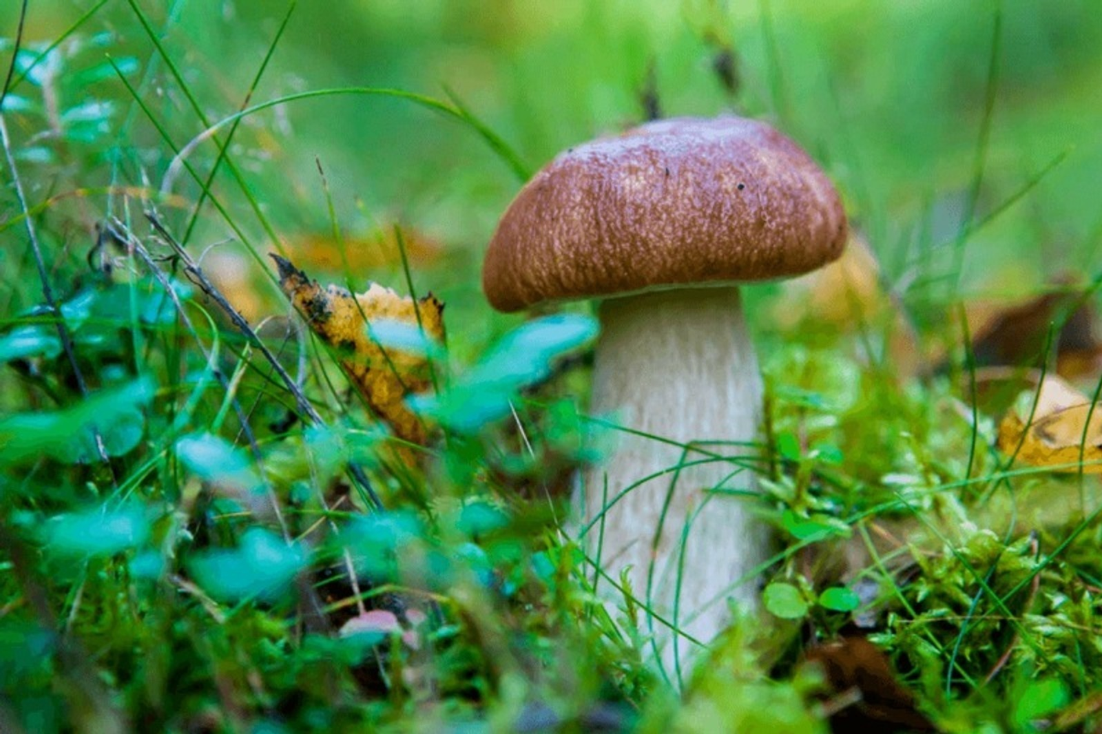 ИА Башинформ