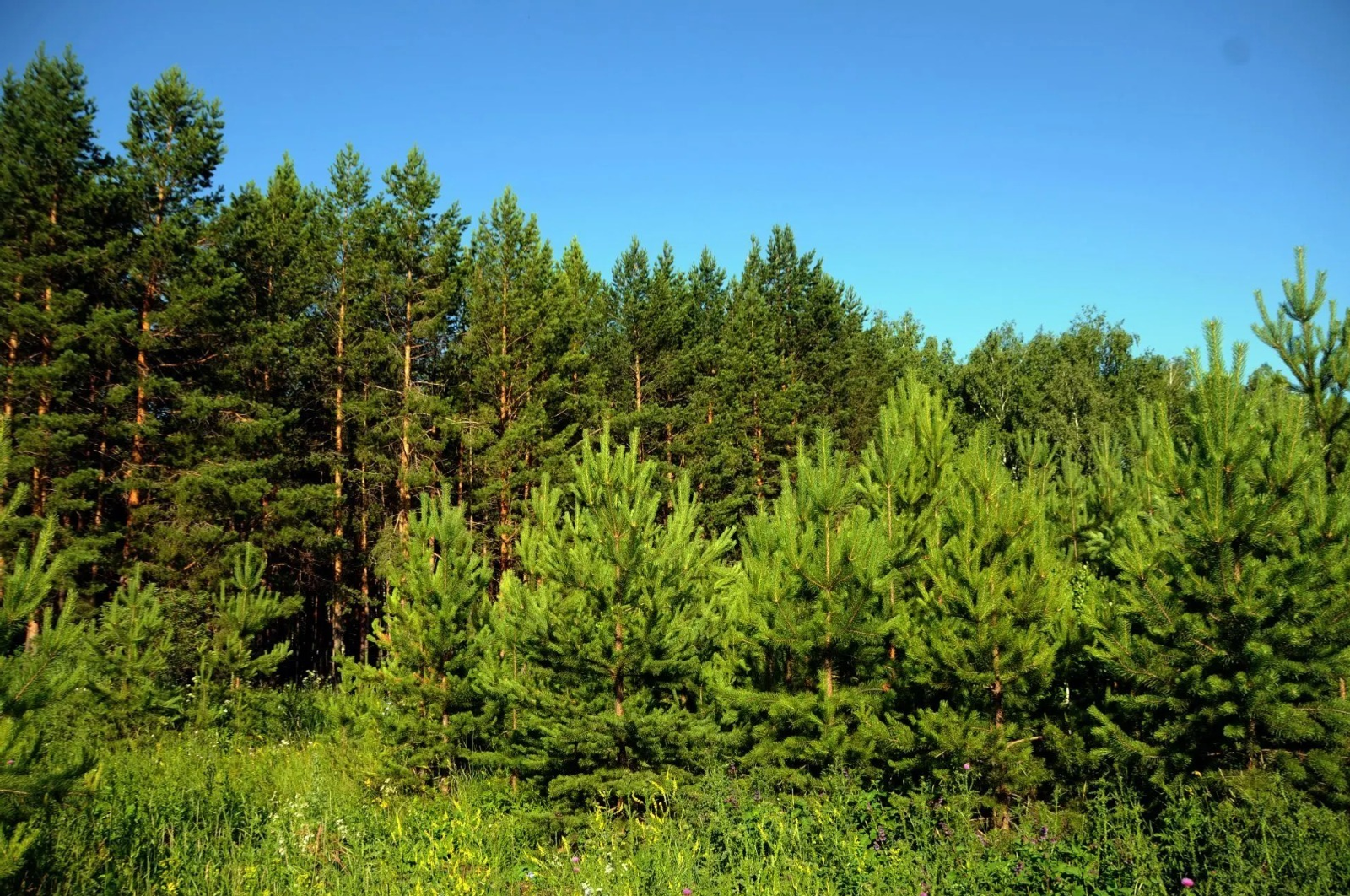 ИА Башинформ