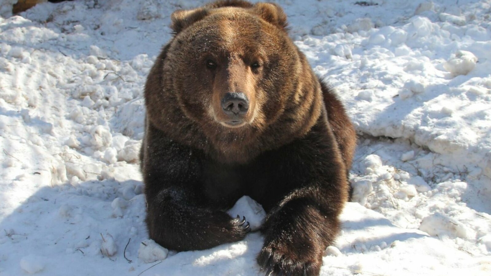 ИА Башинформ