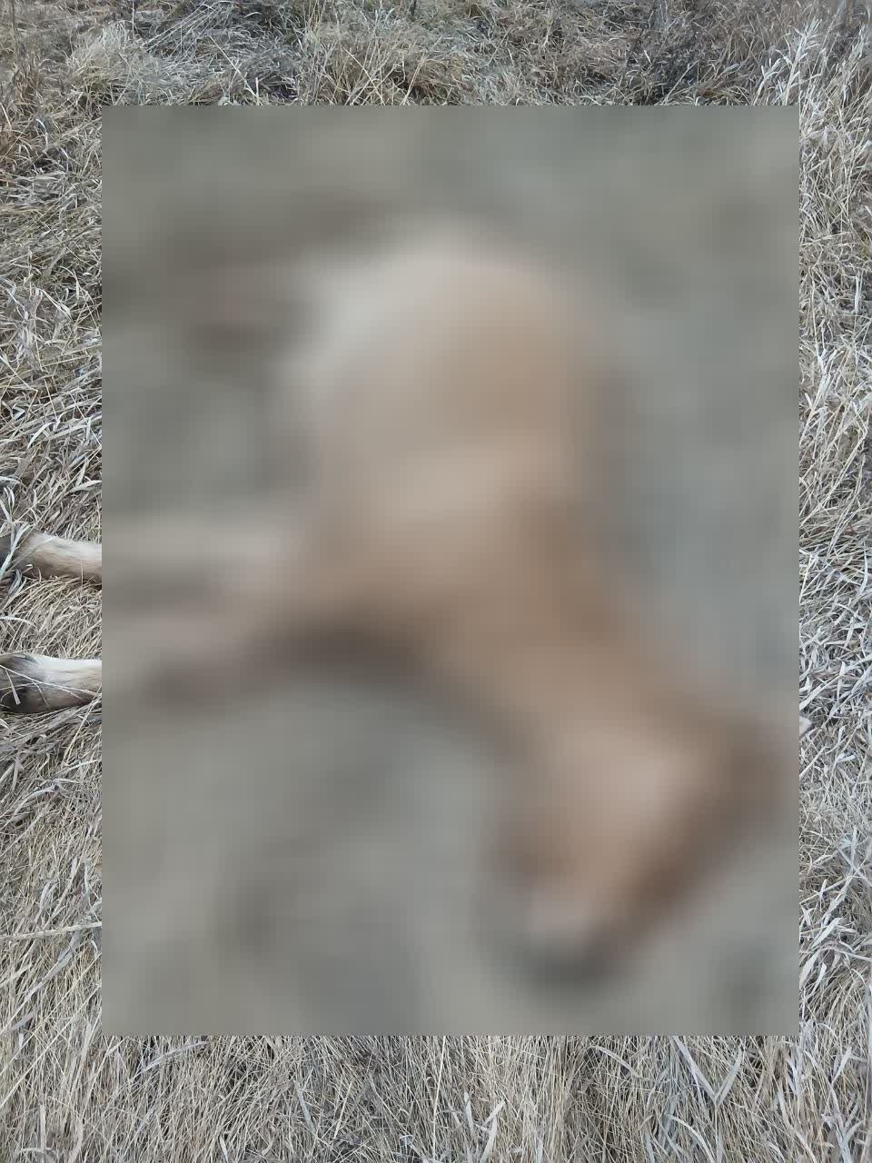 Произошло три  ДТП с наездом на животных