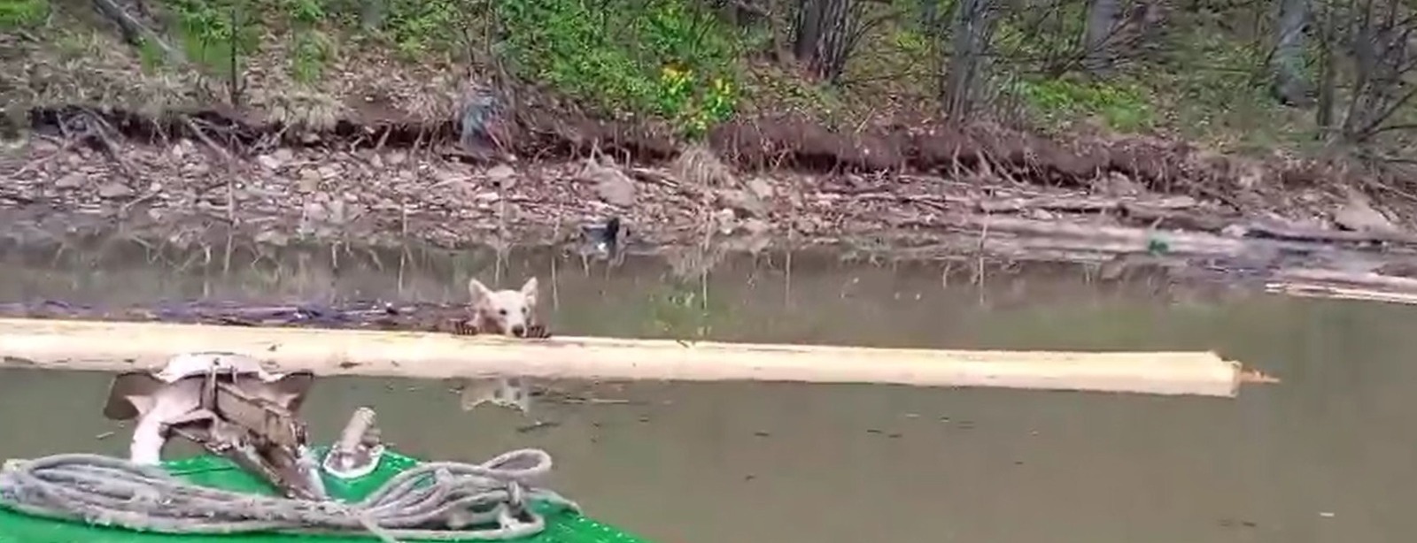 Житель Башкирии спас медвежонка, а мать-медведица наблюдала за ним