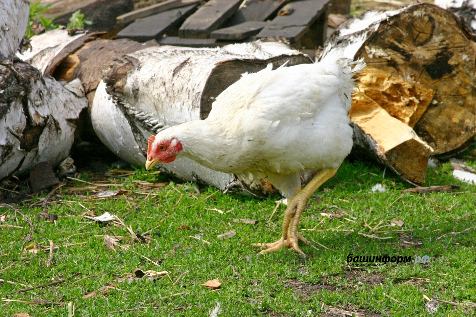 ИА Башинформ