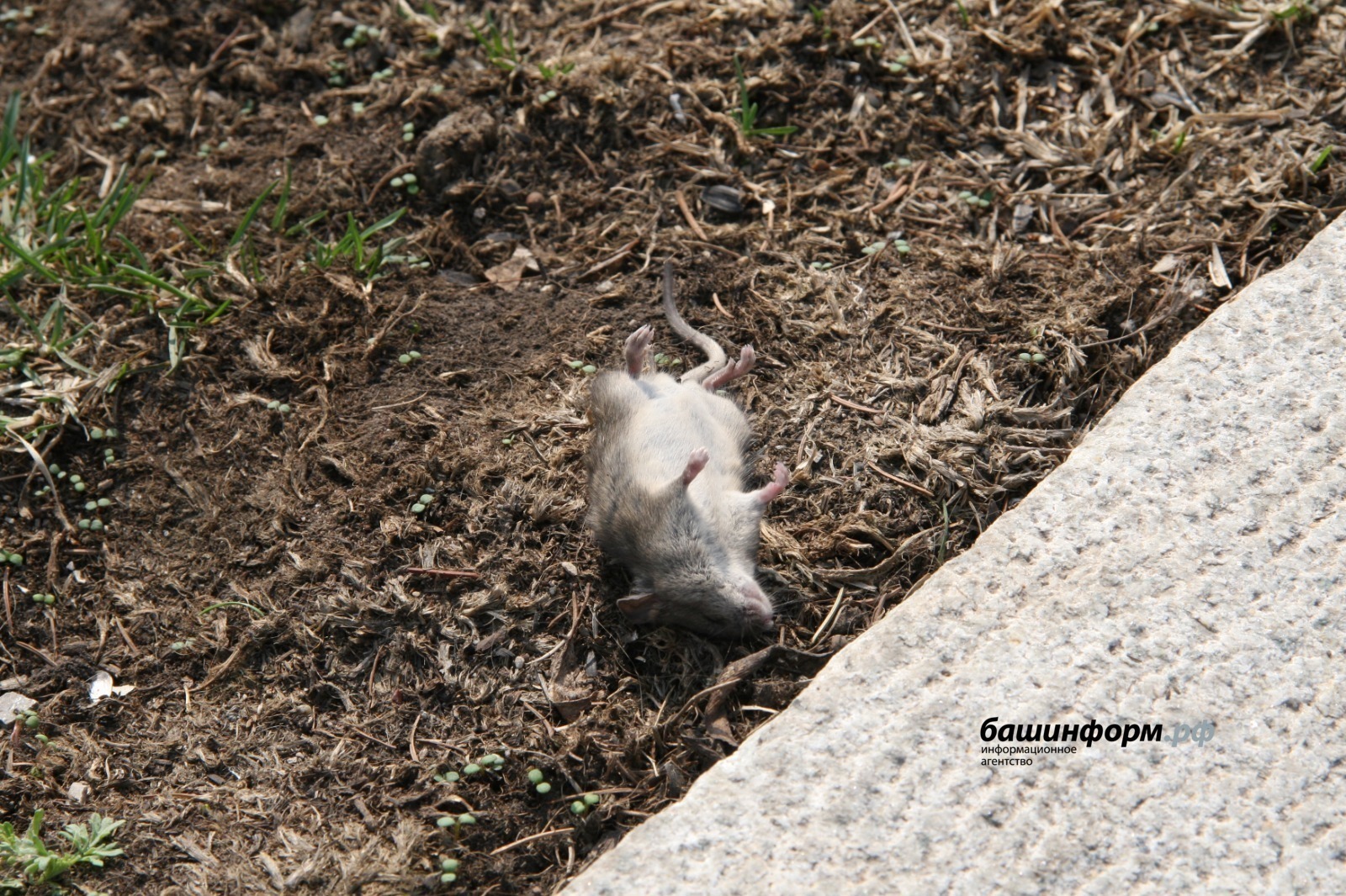 ИА Башинформ