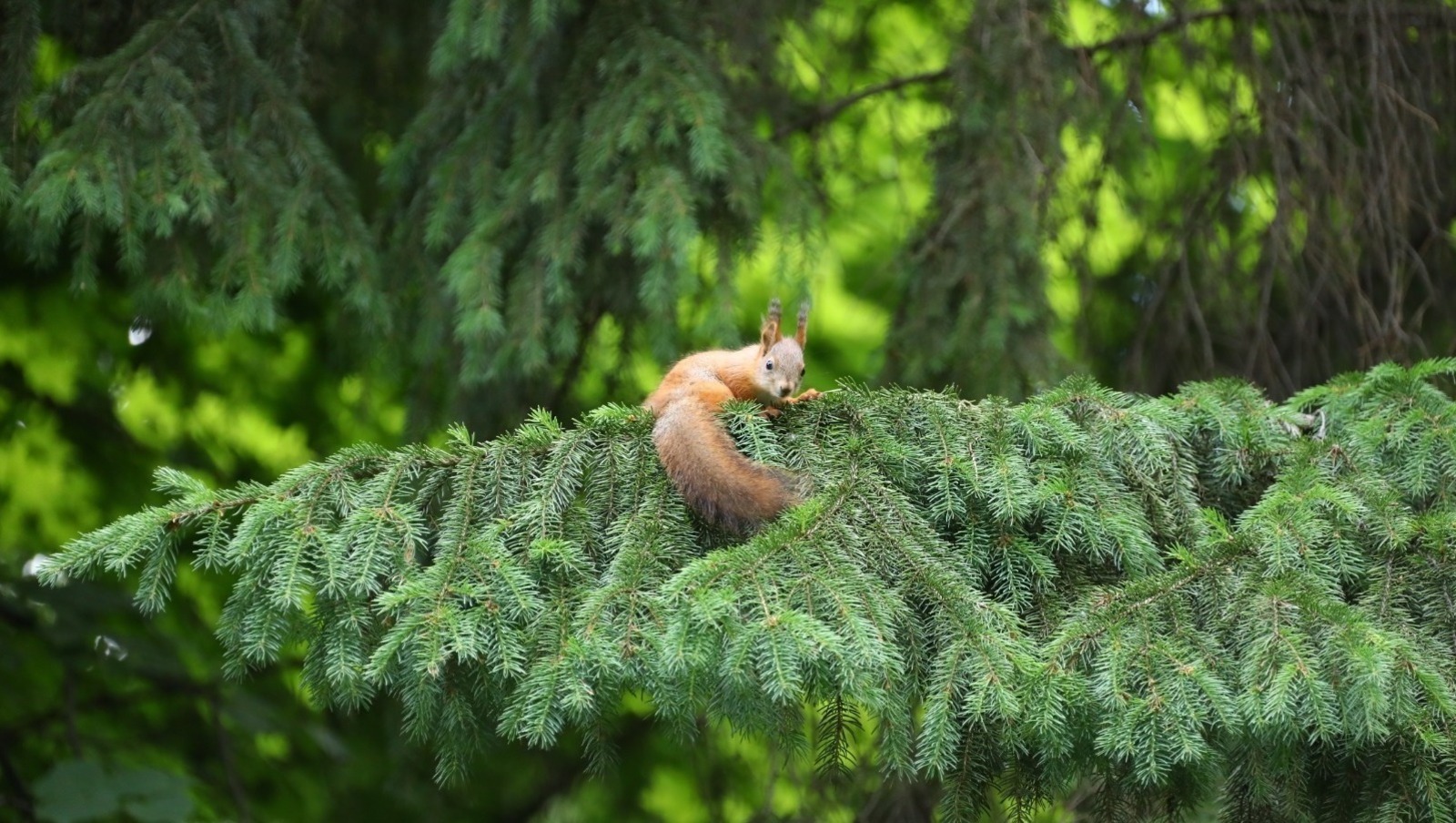ИА Башинформ