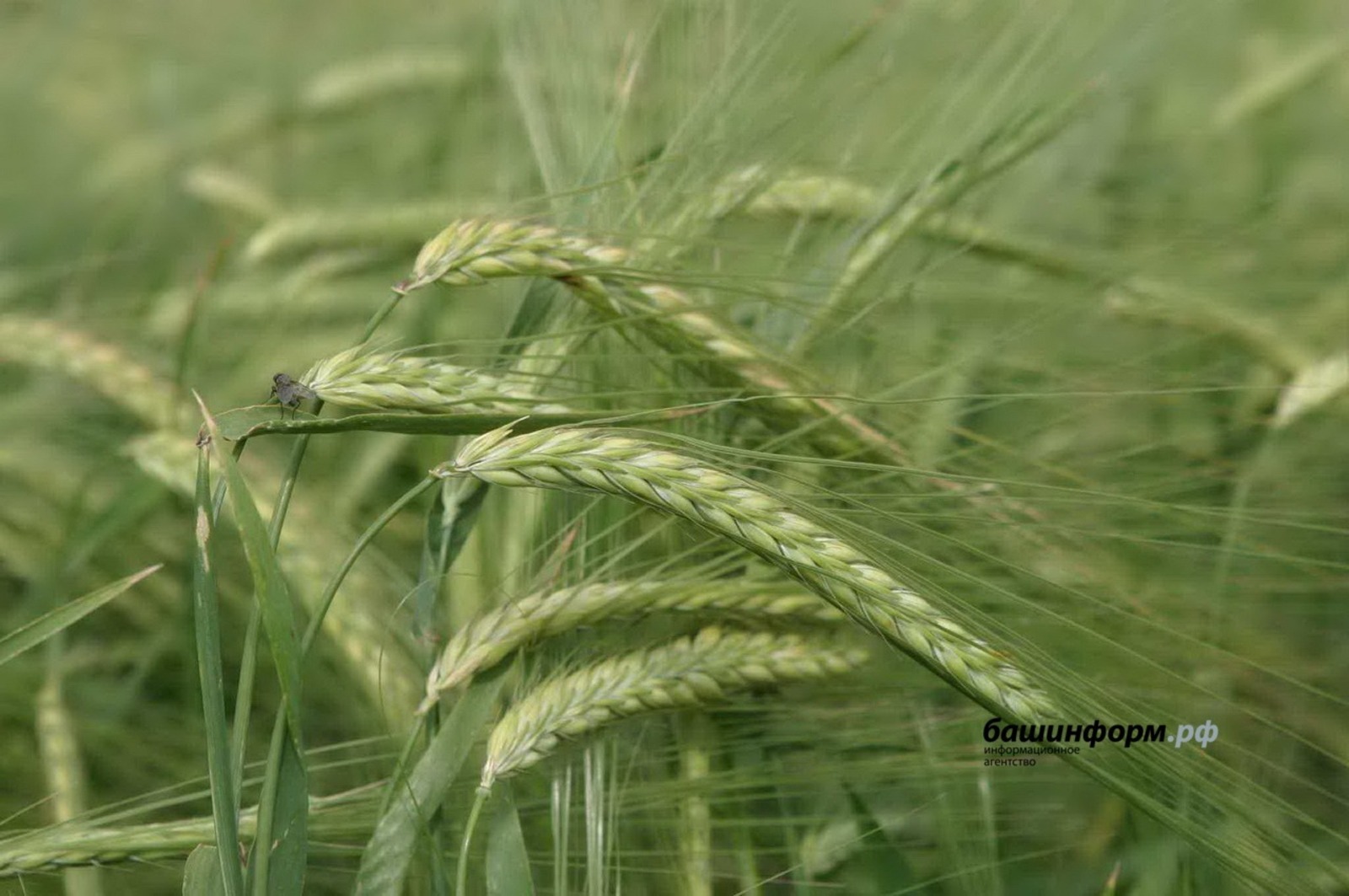 ИА Башинформ