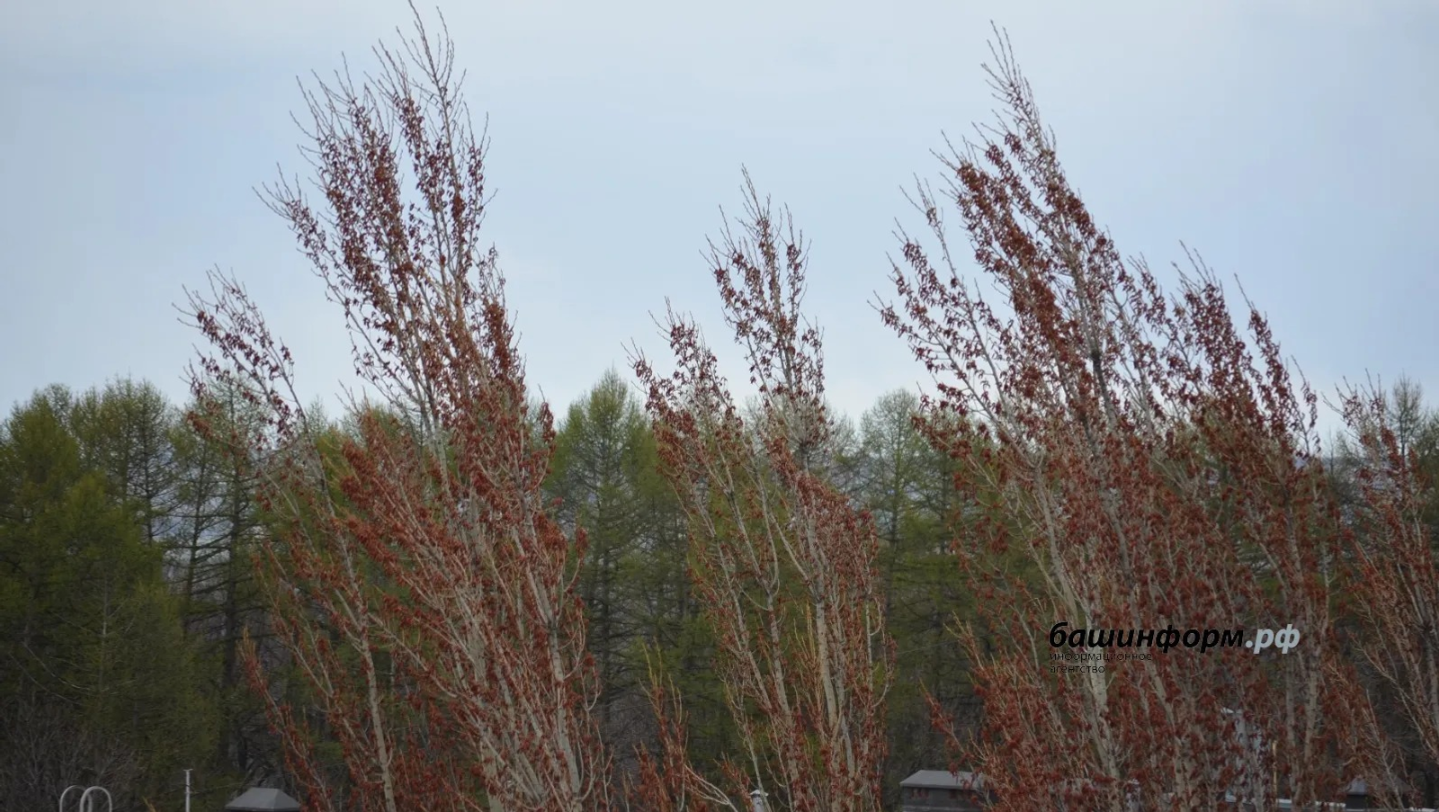 ИА Башинформ