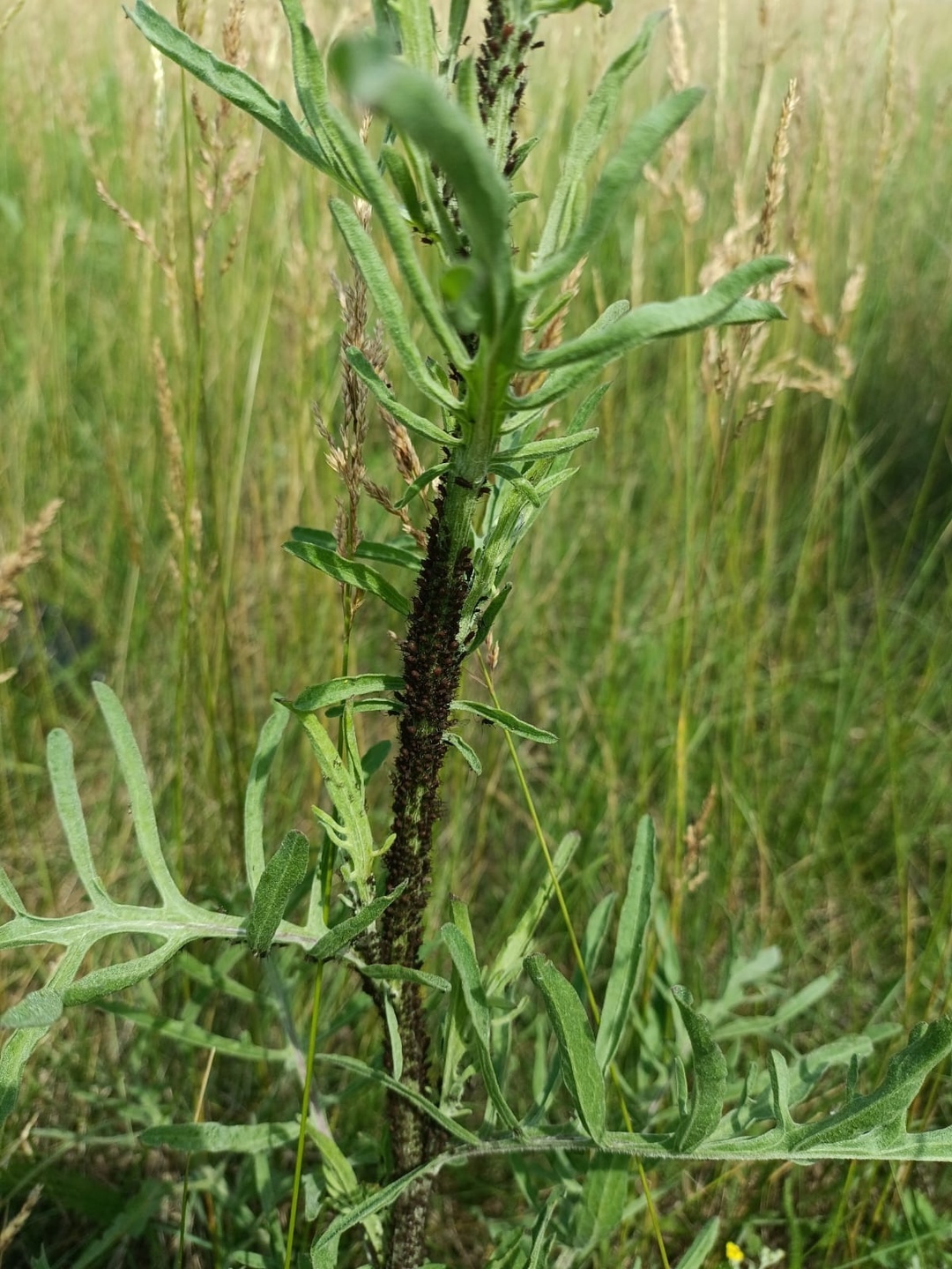 Специалисты Россельхозцентра  мониторят  урожай и пастбища