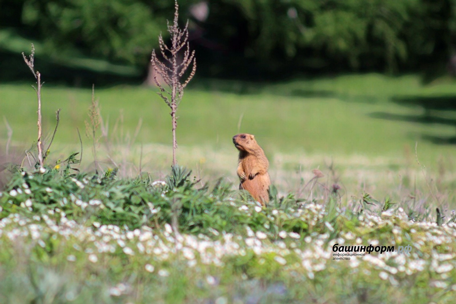 ИА Башинформ
