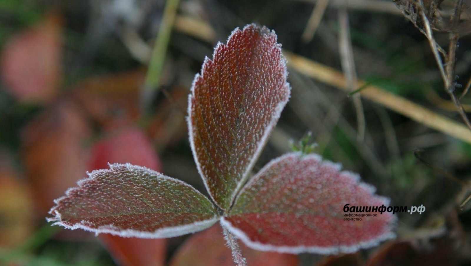 ИА Башинформ