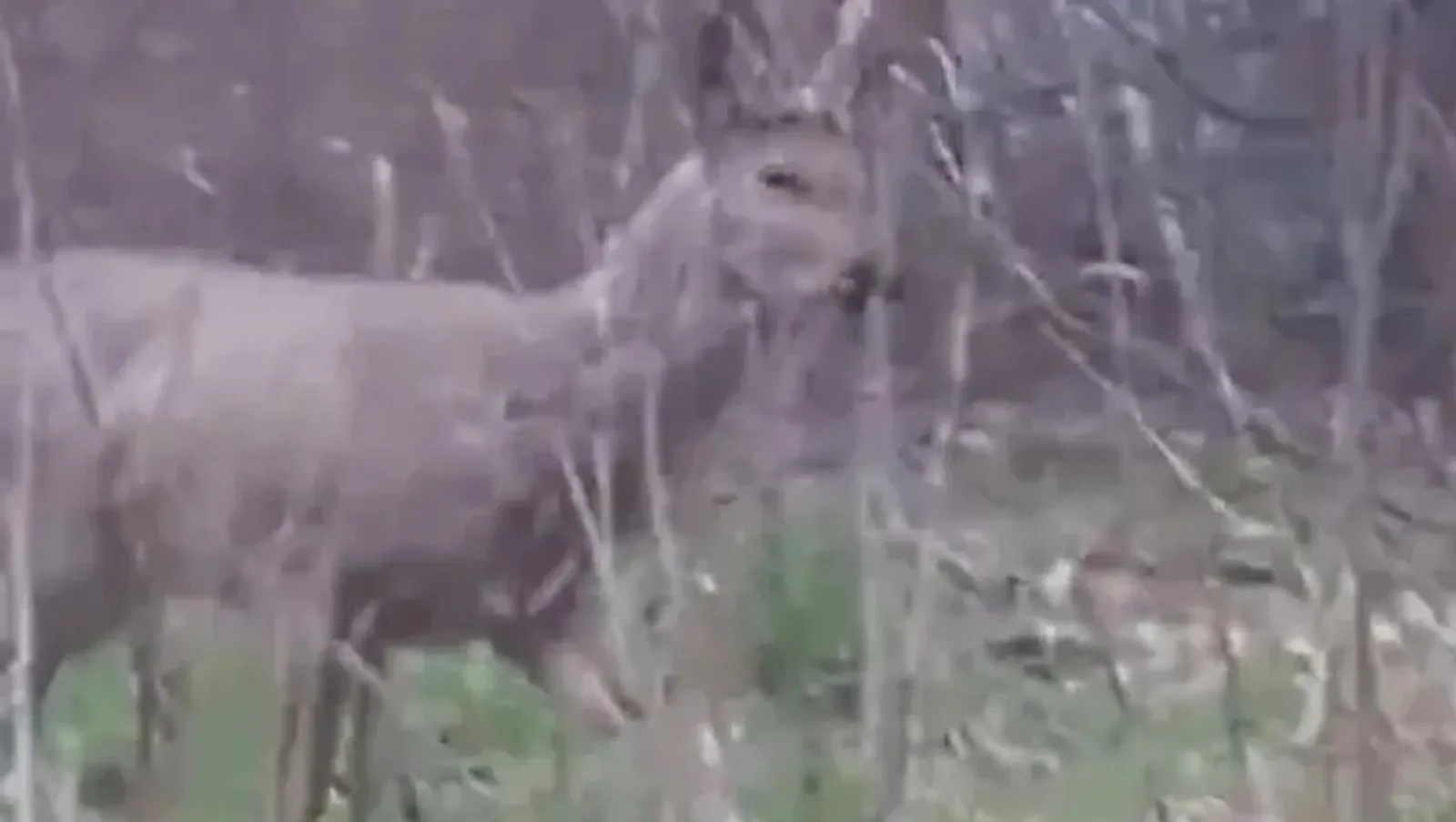 ИА Башинформ