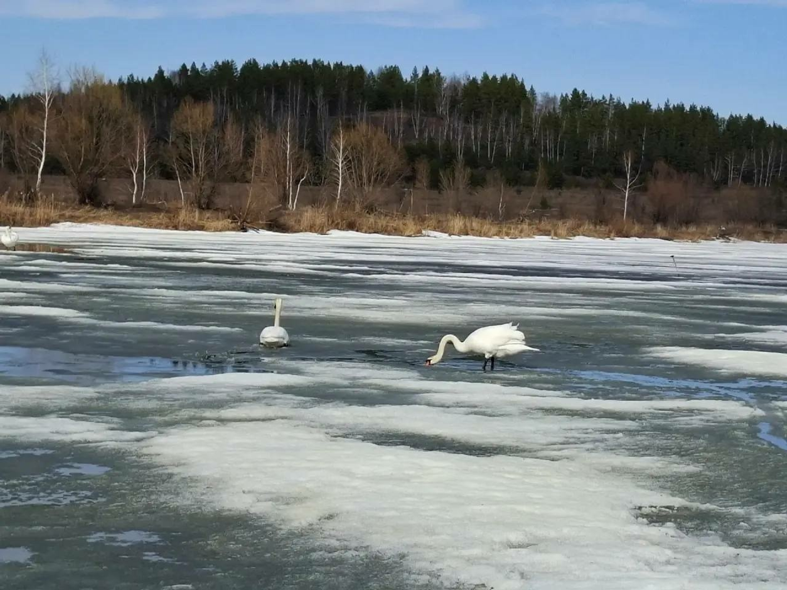 ИА Башинформ