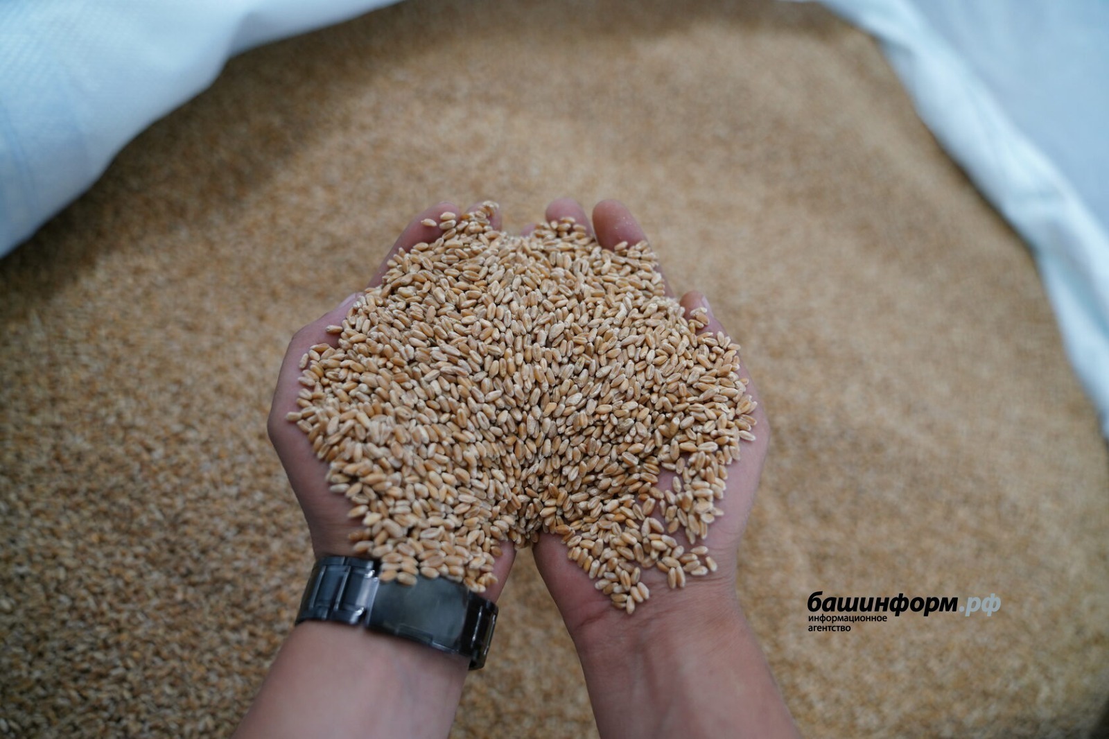 ИА Башинформ